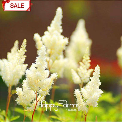 Multi-Color Astilbe Seeds - Vibrant Perennial Flowers for Pots & Gardens | Fast US Shipping