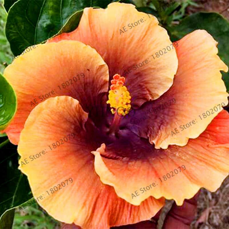 24-Color Giant Dinnerplate Hibiscus Seeds - Perennial Flower for Home, Bonsai & Garden Planting