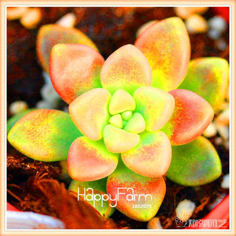Lithops Seeds - 99 Varieties, Succulent & Bonsai Plants for Office - Fast Shipping & High Germination Rate