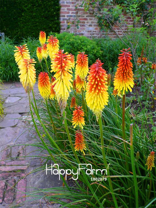 Kniphofia Red Hot Poker Seeds - Long Blooming Fiery-Hued Flowers for Garden Planting