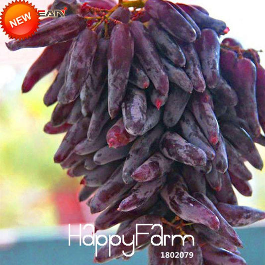 Grape Seeds - 12 Varieties, Sweet Kyoho, Natural Growth for Home Gardening | Premium Fruit Seeds