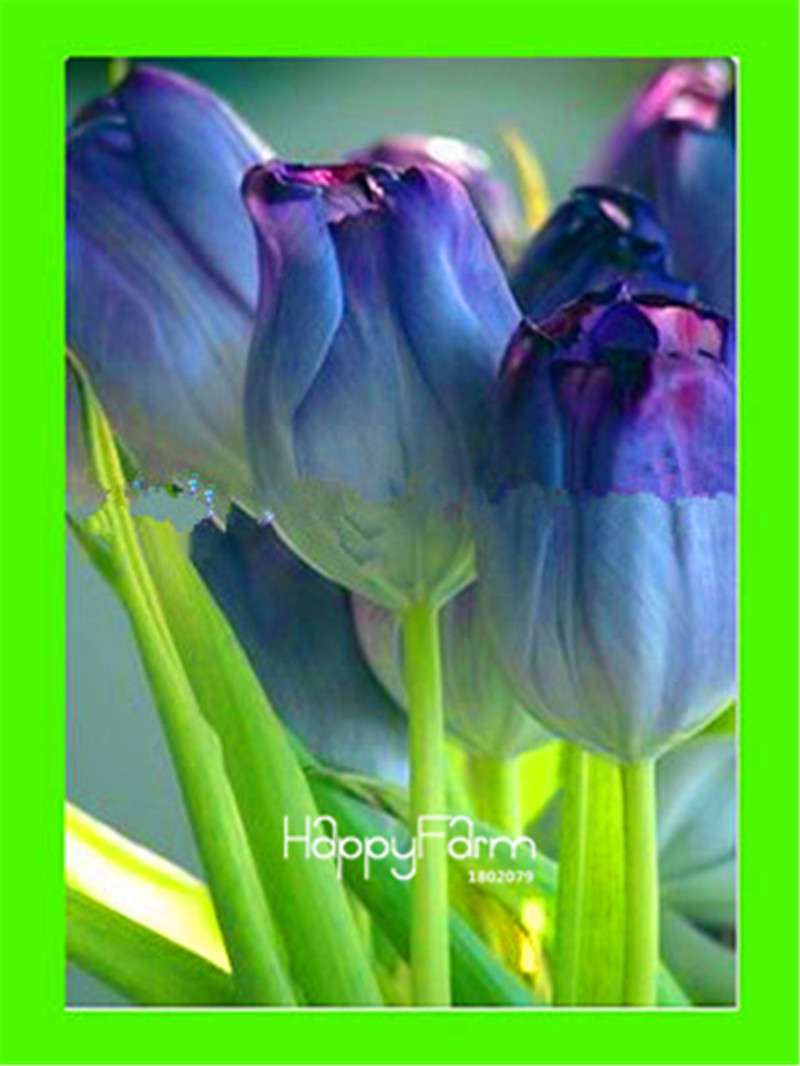 Dutch Tulip Flower Seeds - Potted Bonsai for Home & Garden Planting