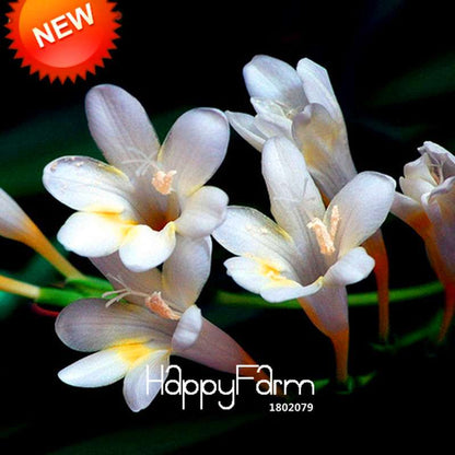 Freesia Seeds - Fragrant, Colorful Flowers for Your Garden | Easy to Grow