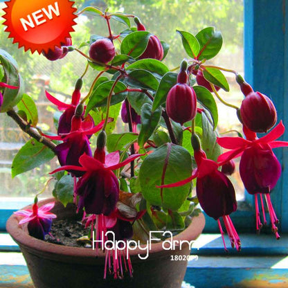 Red Fuchsia Seeds - Vibrant Hanging Potted Flowers for Home & Garden