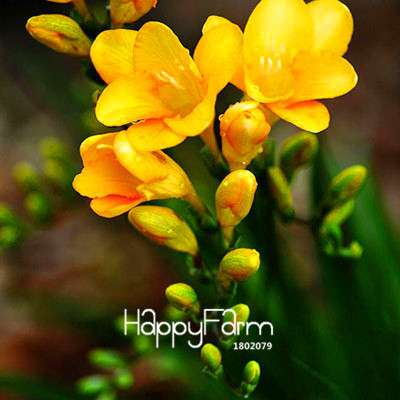 Premium Purple Freesia Seeds - Vibrant Orchid-Like Blooms for Home Garden