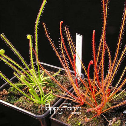Sundew Seeds - Rare Carnivorous Bonsai Plants, Fresh & Novelty Garden Seeds for Home Gardening