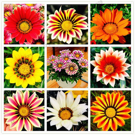 Mixed Color Gazania Rigens Seeds - Vibrant Flower Seeds for Home & Garden, Indoor/Outdoor Planting