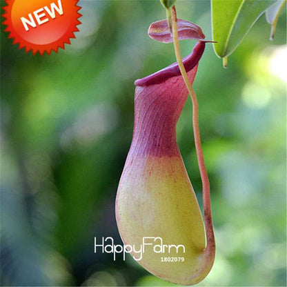 Carnivorous Nepenthes Seeds - Mosquito Eating Plant for Bonsai & Garden - Rare Insectivorous Variety