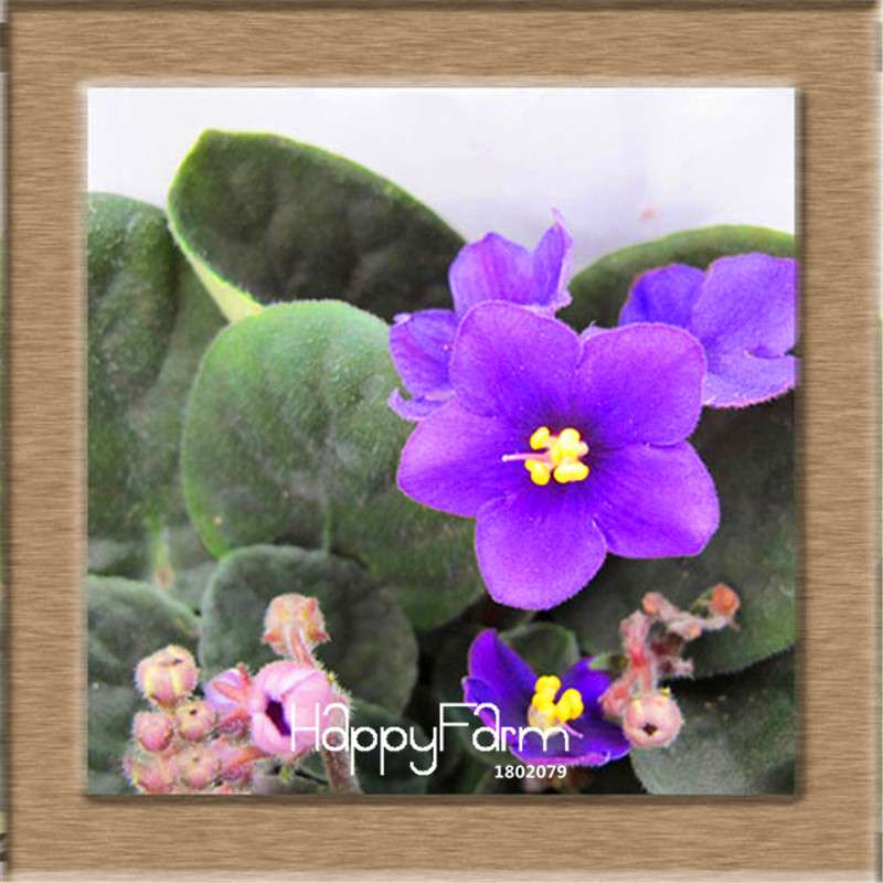 Colorful Violet Seeds for Garden - Perennial Matthiola Incana Flower Seeds