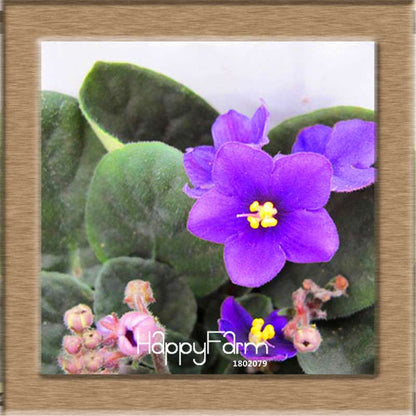 Colorful Violet Seeds for Garden - Perennial Matthiola Incana Flower Seeds