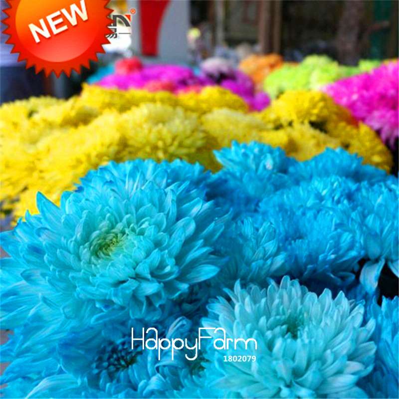Rare Blue Chrysanthemum Seeds | Stunning DIY Garden Flowers | Fast-Growing Potted Plants for Home