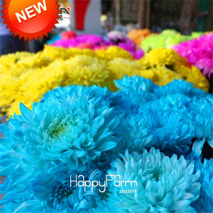 Rare Blue Chrysanthemum Seeds | Stunning DIY Garden Flowers | Fast-Growing Potted Plants for Home