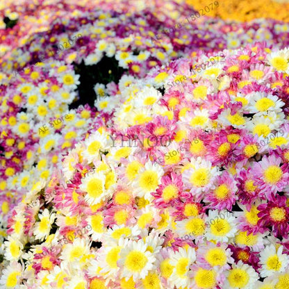 Rare Ground-Cover Chrysanthemum Seeds - Easy-Grow Perennial Bonsai Flowers for Home & Garden