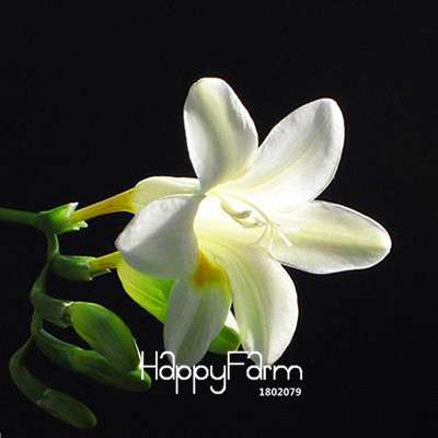 Freesia Seeds - Fragrant, Colorful Flowers for Your Garden | Easy to Grow