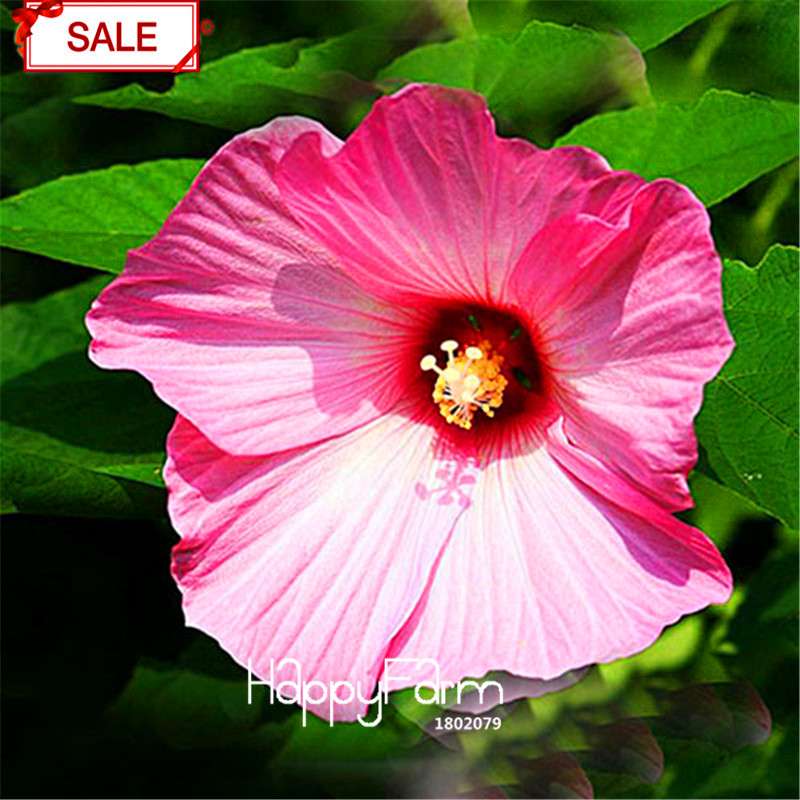 Red Giant Hibiscus Seeds - for Planting, DIY Home Garden Bonsai, Vibrant Blooming Flowers
