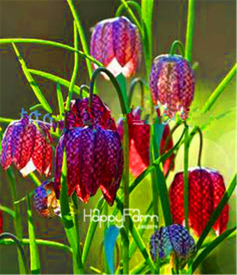 Fritillaria Foxglove Seeds - Potted Bonsai Garden Kit for DIY Home Planting | Premium Quality