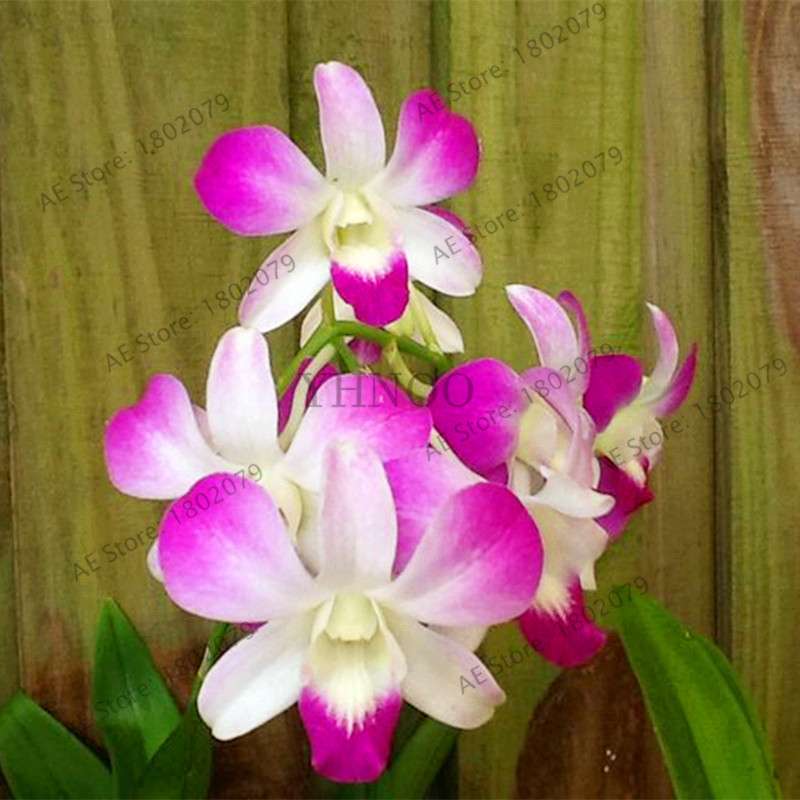Rare Dendrobium Orchid Seeds - Perennial Indoor & Outdoor Balcony Office Plants