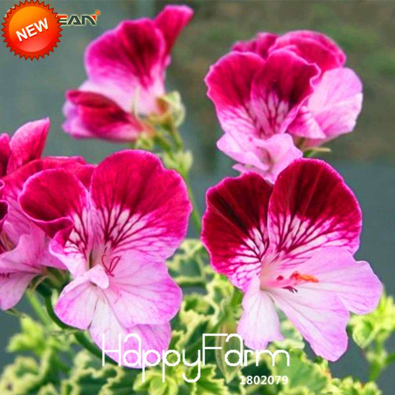 Geranium Seeds - Perennial Pelargonium Peltatum, Indoor Flower Planting, Easy-Grow Houseplant Seeds