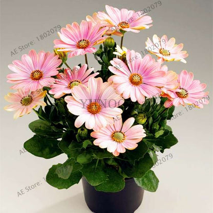 African Blue Eyed Daisy Seeds - Osteospermum Bonsai Flower Seeds for Home Garden & Potted Plants