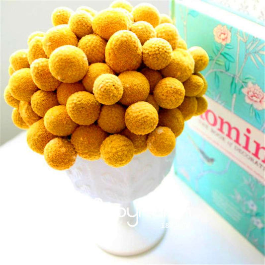 Billy Buttons Seeds - Heirloom Craspedia Globosa, Yellow Perennial Flowers for Garden Planting