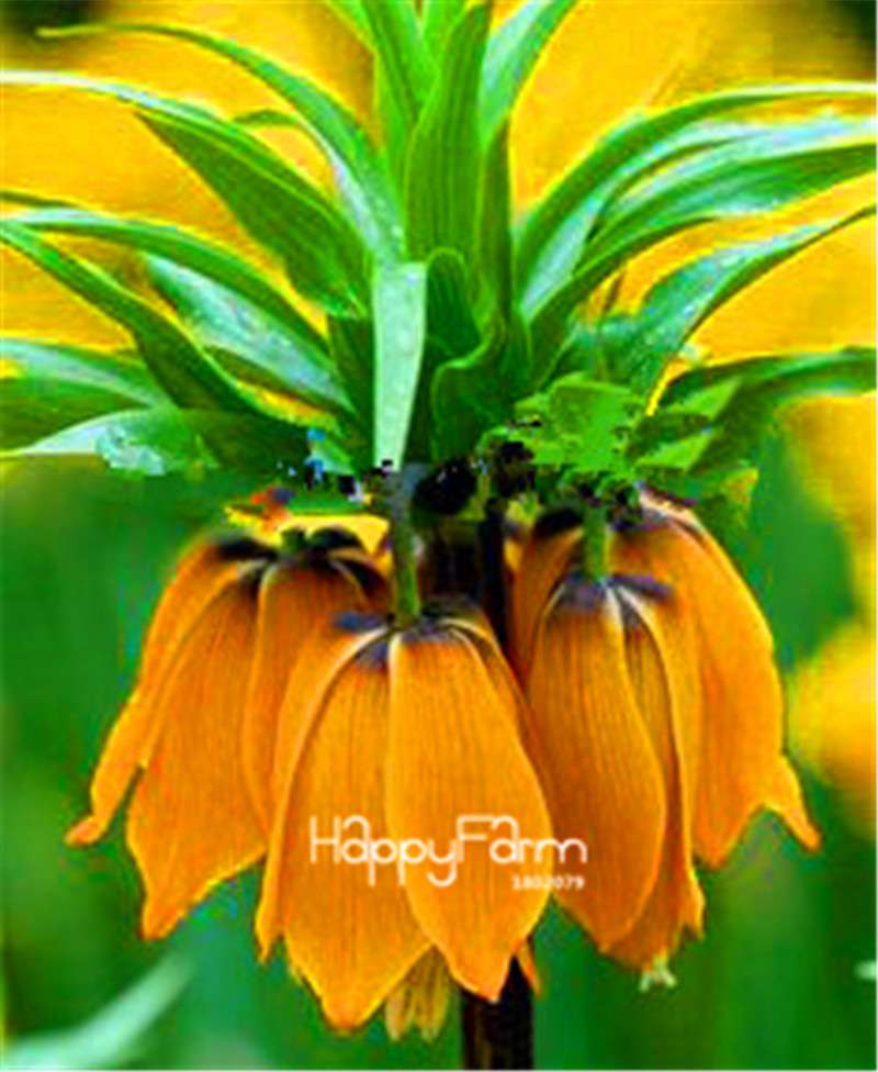 Fritillaria Foxglove Seeds - Potted Bonsai Garden Kit for DIY Home Planting | Premium Quality
