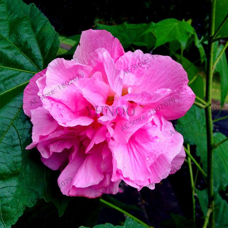 Colorful Bonsai Hibiscus Seeds - Perennial Flower for Home Garden Planting, Hibiscus Mutabilis