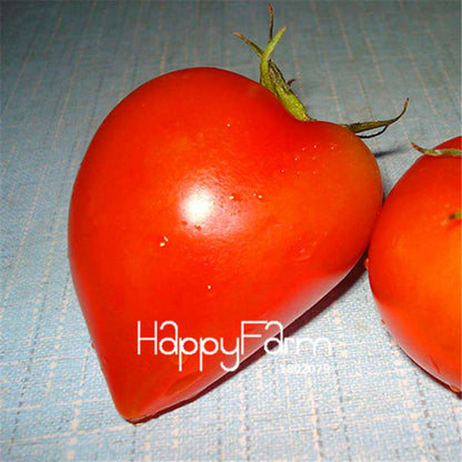 Rainbow Tomato Seeds - Organic Bonsai Veggie & Fruit Seeds for Home Garden, Non-GMO, Easy Grow