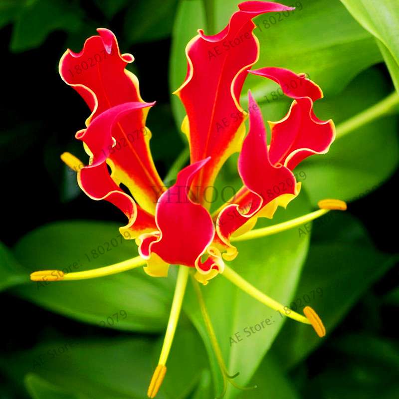 Lilium Brownii Seeds - Indoor Bonsai, Courtyard Lily Flower Seeds for Planting