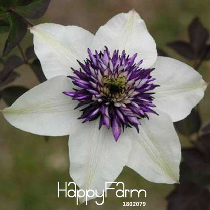 Premium Clematis Florida Seeds - for Bonsai & Home Garden | Easy-Grow DIY Flower Seeds