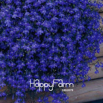 Lobelia Seeds - Bonsai Flower, Creeper & Ground Cover Plants for Garden Landscaping | Fast-Growing