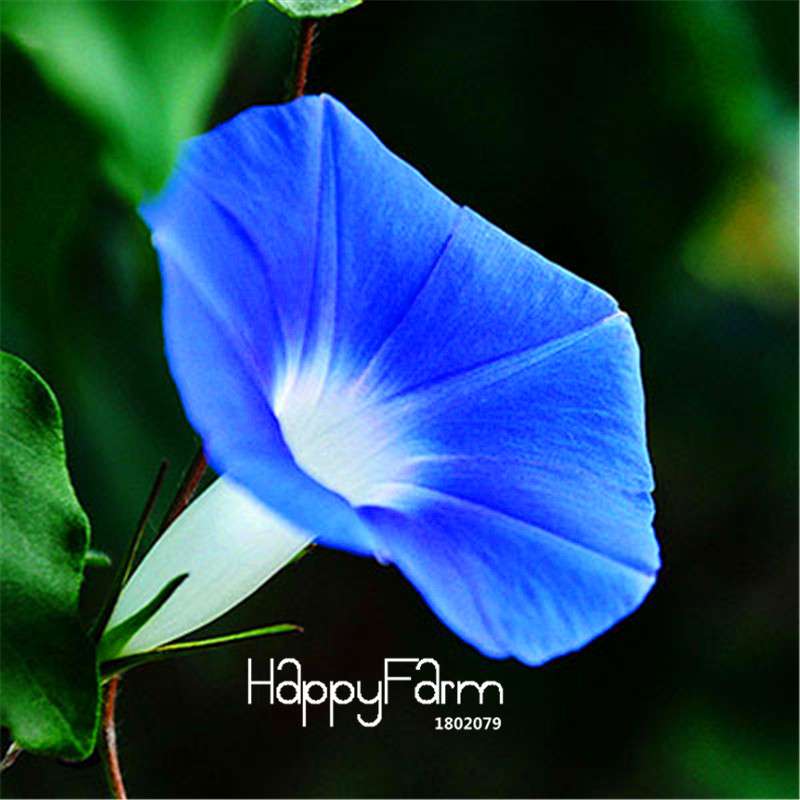 Types Ipomoea Nil Seeds - Chinese Morning Glory Flowers, Fast US Shipping
