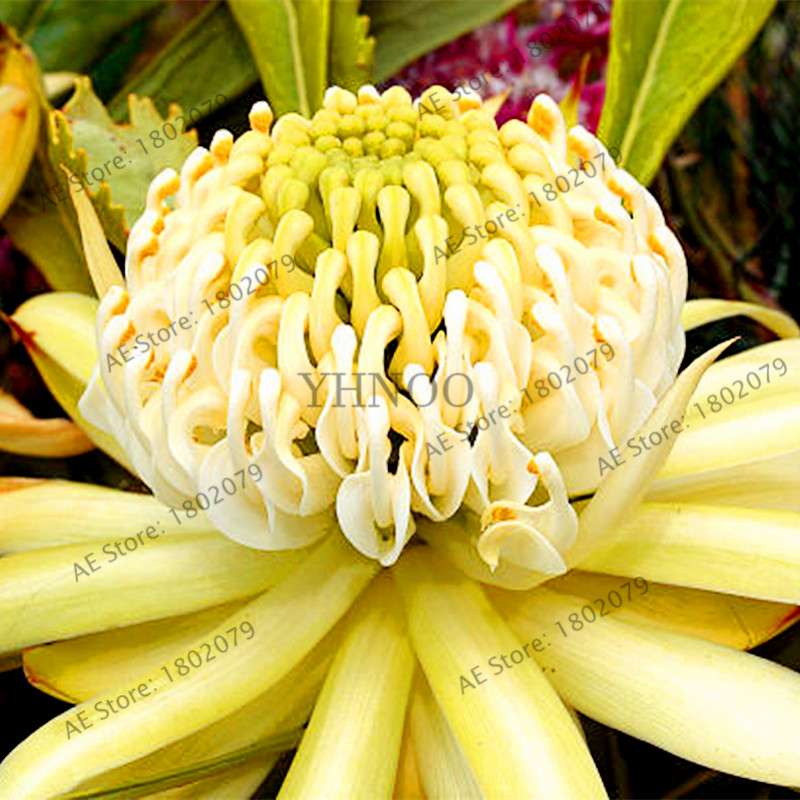 Rare Waratah (Telopea speciosissima) Seeds - Perennial Bonsai Flower for Home & Garden - New South Wales Native