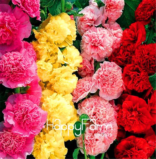 Double Hollyhock Seeds Mix - Perennial Bonsai Flowers for Garden Planting | Fast-Growing & Vibrant Blooms