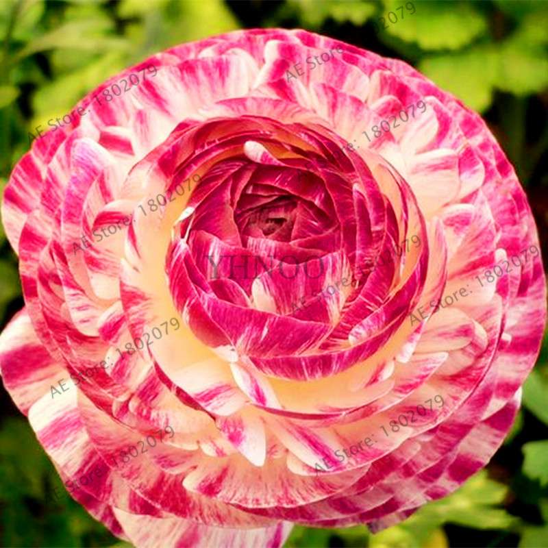 Ranunculus Asiaticus Seeds - Perennial Bonsai Flowers for Home & Garden, Easy to Grow