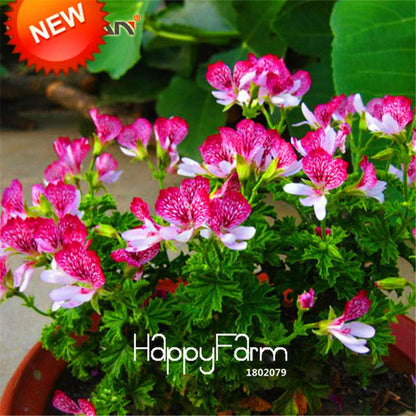 Red Butterfly Geranium Seeds - Perennial Flower Seeds for Planting, Pelargonium Peltatum