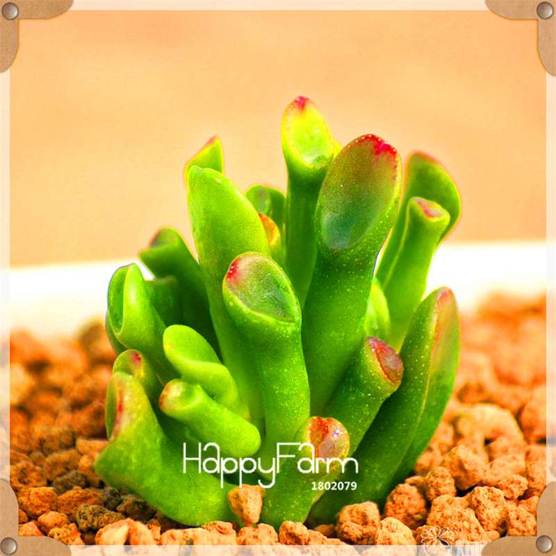 Rare Succulents Seeds - 99 Varieties, Lithops & Bonsai Plants for Office & Home