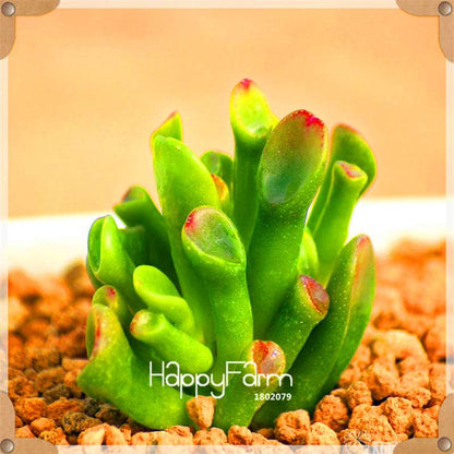 Rare Succulents Seeds - 99 Varieties, Lithops & Bonsai Plants for Office & Home