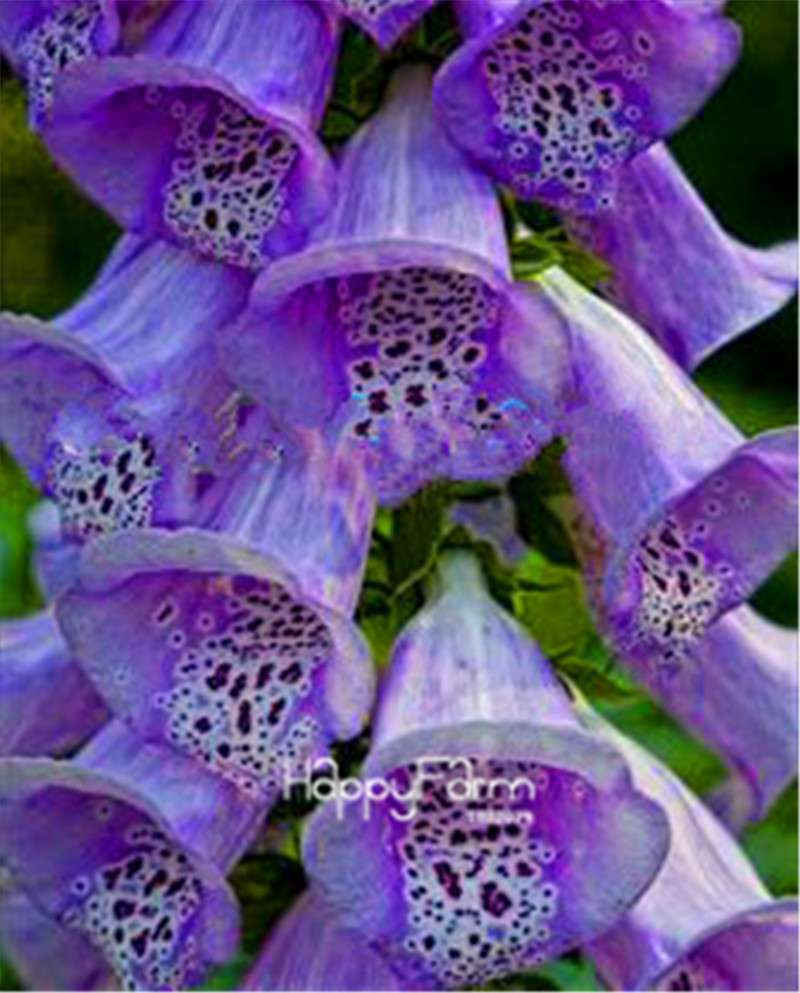Fritillaria Foxglove Seeds - Potted Bonsai Garden Kit for DIY Home Planting | Premium Quality