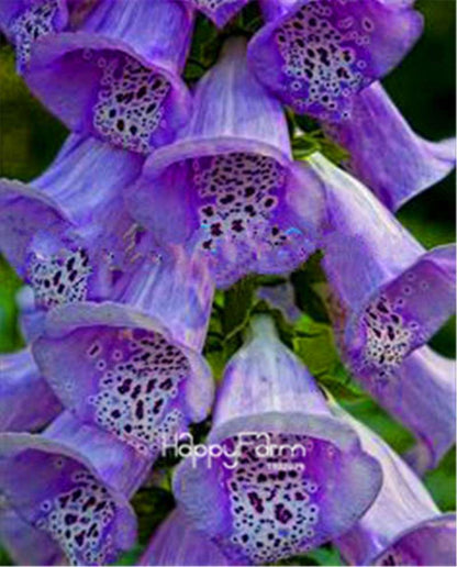 Fritillaria Foxglove Seeds - Potted Bonsai Garden Kit for DIY Home Planting | Premium Quality