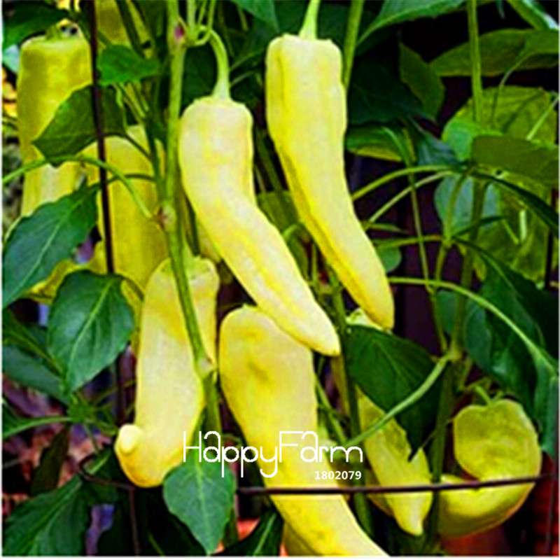 16 Hot Chili Pepper Varieties, Non-GMO Vegetable Seeds for Home Garden & Happy Farm