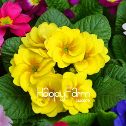 Rare Primrose Seeds (Primula malacoides) - Europe Bonsai Flower Seeds for Home Garden & Outdoor Planting