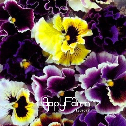 Vibrant Pansy Seeds - Colorful Wavy Viola Tricolor for Bonsai, Pots & Garden | DIY Home Gardening