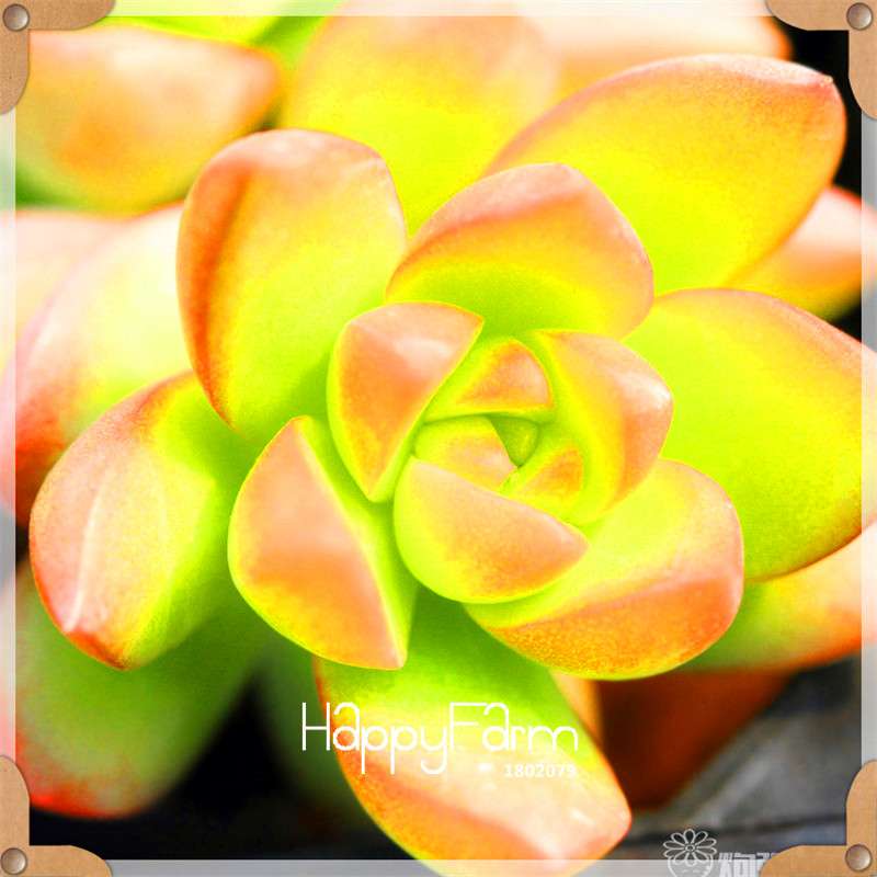 99 Varieties Lithops Seeds - Succulent & Bonsai Plants for Office, Home Garden - Easy to Grow