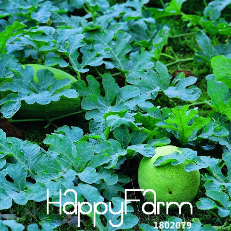 Fresh Watermelon Seeds for Planting - Sweet, Juicy & Easy to Grow - Bonsai or Garden