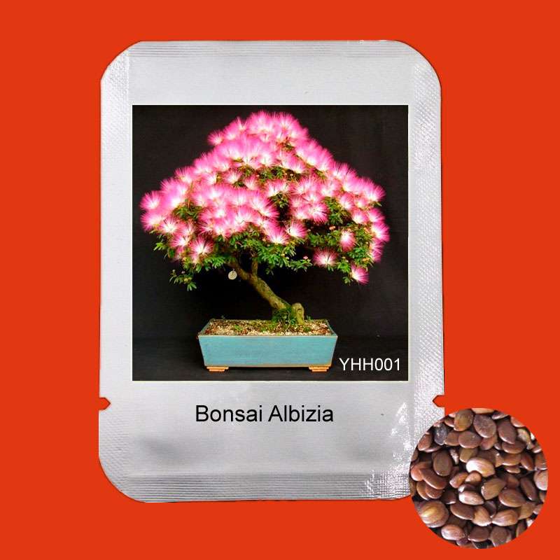 Albizia Julibrissin Seeds - Mimosa Silk Tree for Bonsai & Potted Ornamental Plants | Professional Pack