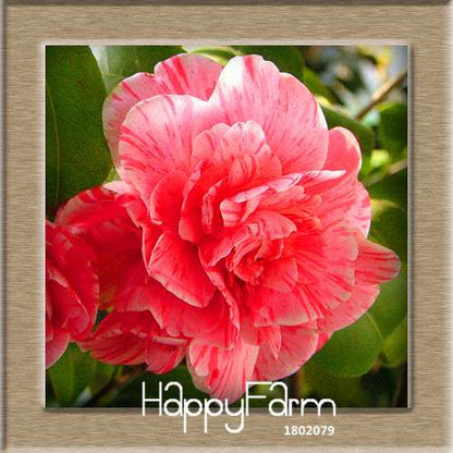 24-Color Camellia Seeds Kit - for Potted Plants, Bonsai & Garden Flowers | Fast-Growing & Vibrant Blooms