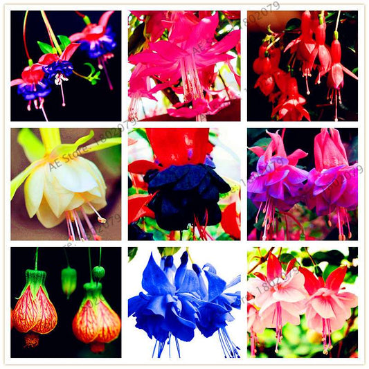Mixed Color Lantern Flower Seeds - Fuchsia Hybrida Perennial Bonsai Plant for Home & Garden