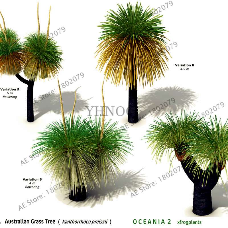 Rare Australian Grass Tree Seeds - Unique Bonsai & Ornamental Plant for Home & Garden | Fast Shipping