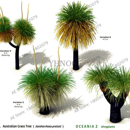 Rare Australian Grass Tree Seeds - Unique Bonsai & Ornamental Plant for Home & Garden | Fast Shipping