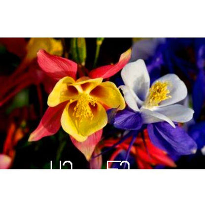 Aquilegia Seeds - Rare Flower & Vegetable Plants, 13 Vibrant Colors | Authentic & Fresh